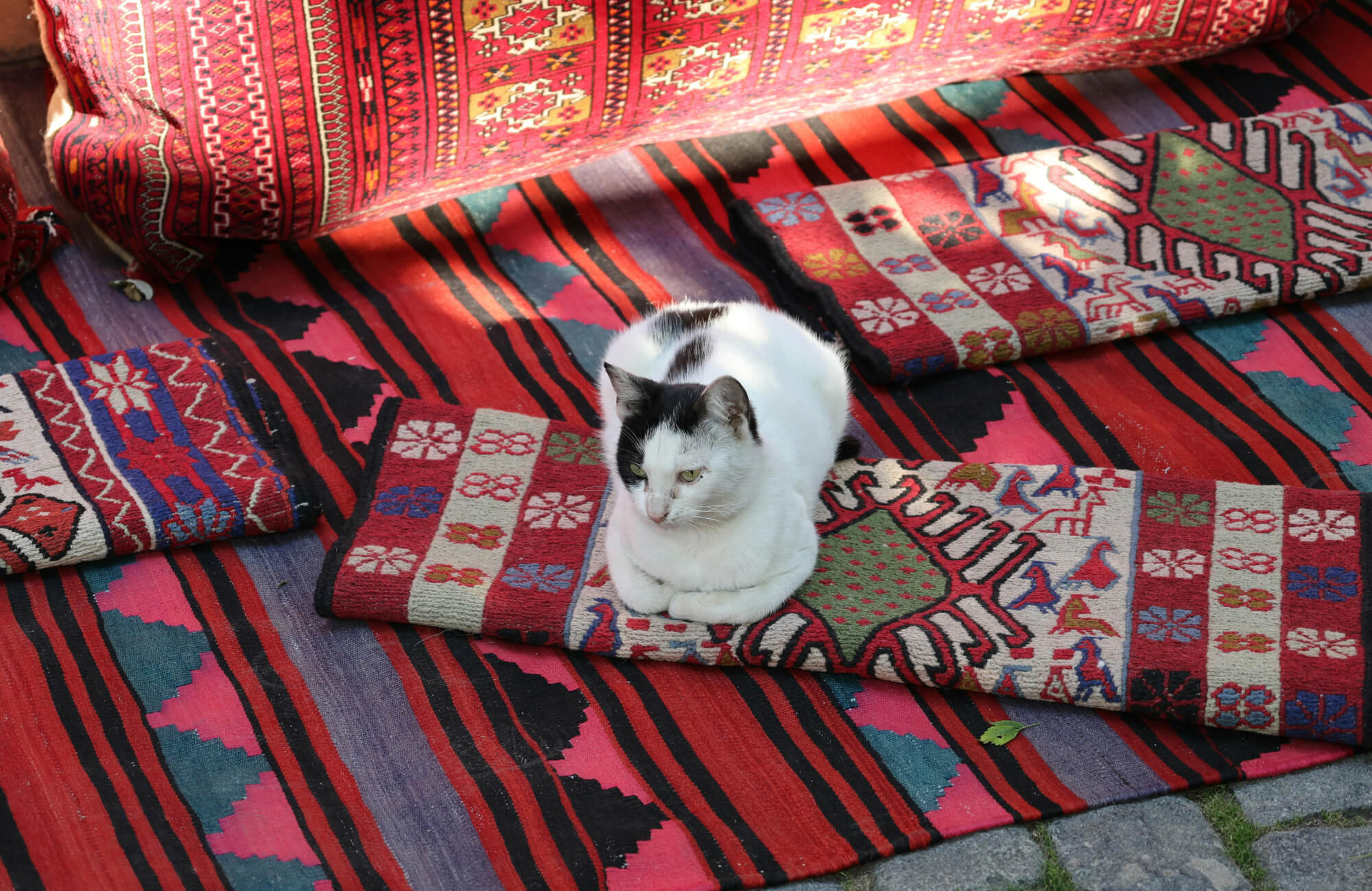 A black-and-white cat resting on colorful woven rugs with bold red, pink, and geometric patterns in natural outdoor light.