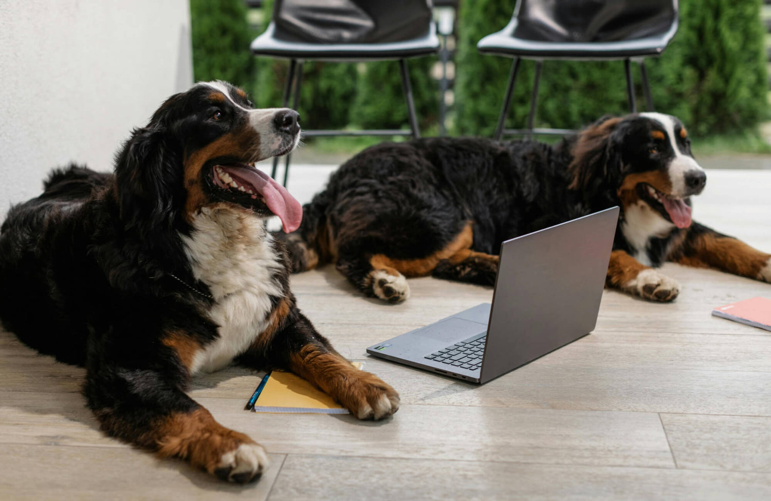 Two Bernese Mountain Dogs relax on wood look tile flooring beside a laptop and notebooks, creating a cozy and pet-friendly indoor space.