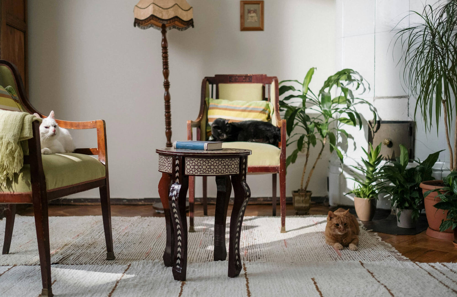 Three cats rest in a cozy living room with vintage chairs, indoor plants, and a woven area rug beneath a carved wooden side table.