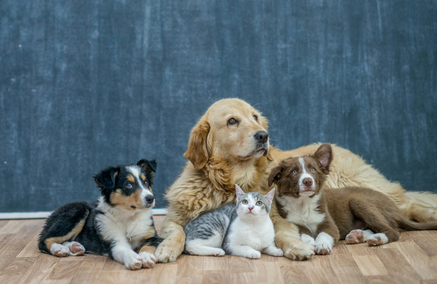Golden retriever with two puppies and a kitten lying on wood flooring against a gray wall, all looking attentively ahead.