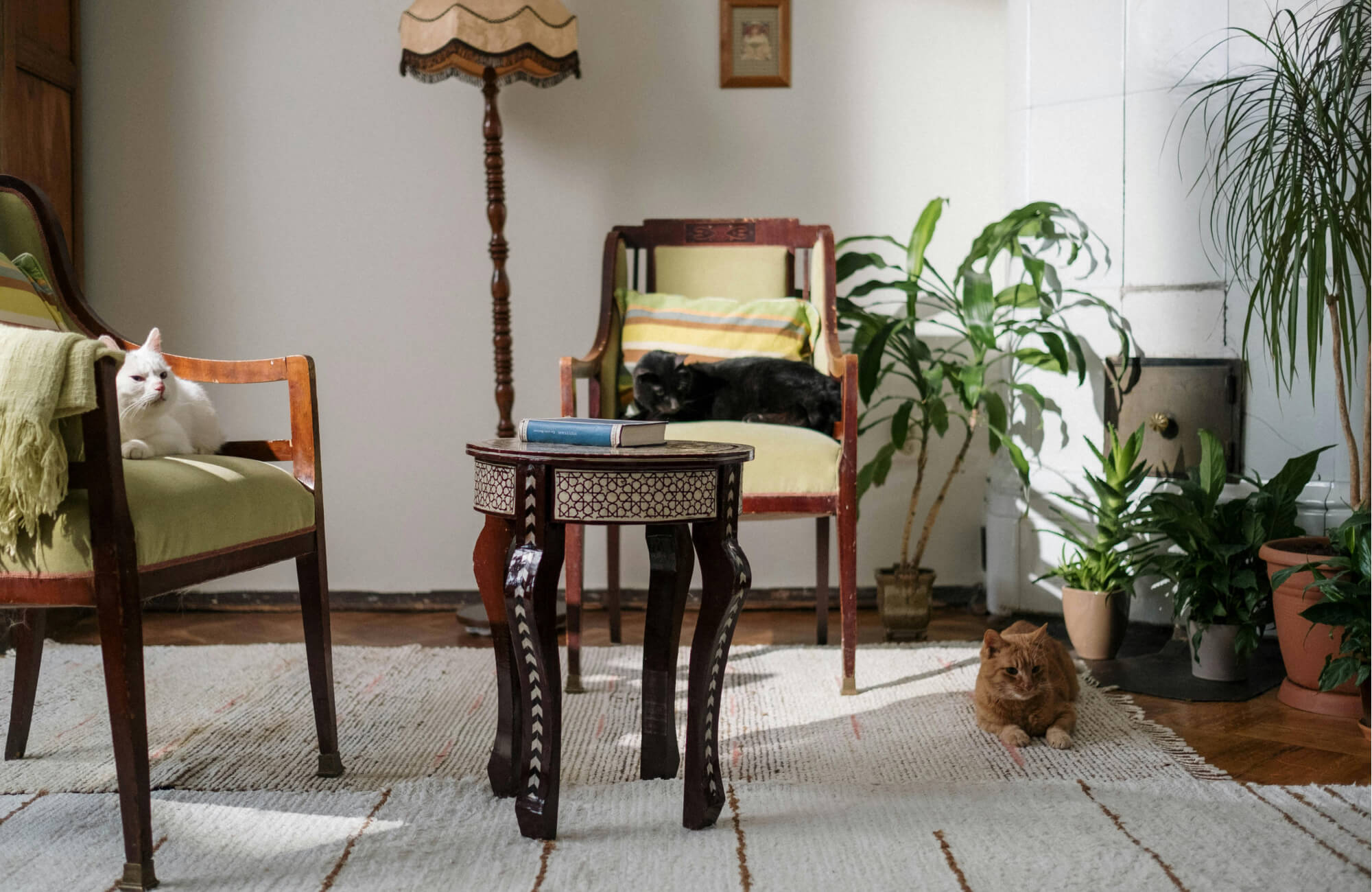 Cozy vintage-style living room with a handwoven cotton and wool rug, featuring subtle stripes and fringed edges, surrounded by cats.