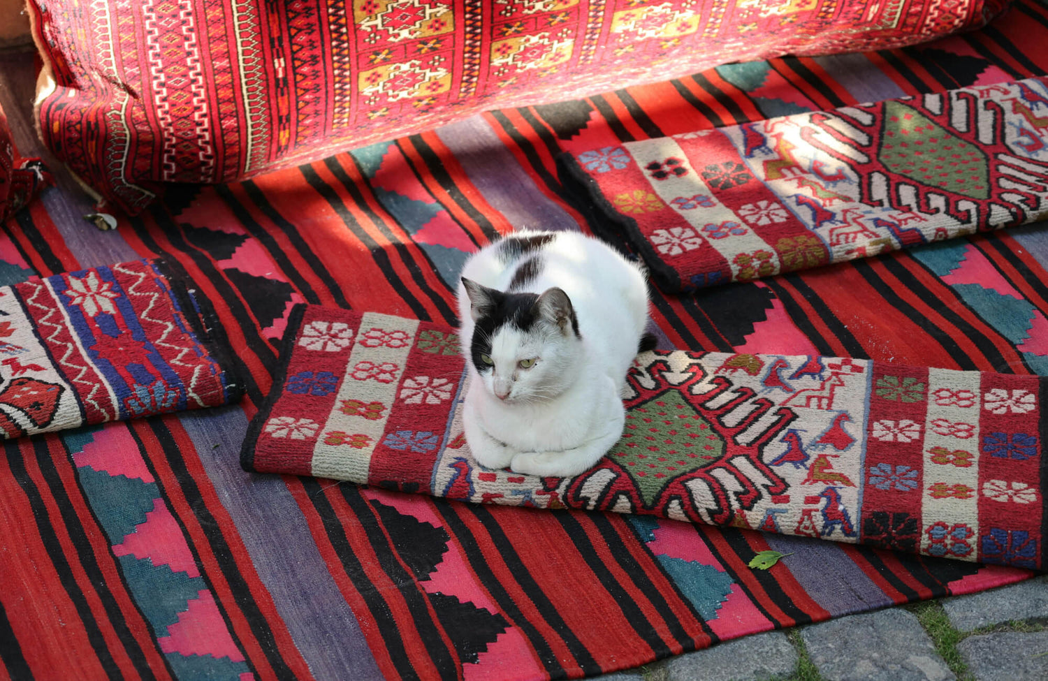 A black-and-white cat resting on colorful woven rugs with bold red, pink, and geometric patterns in natural outdoor light.