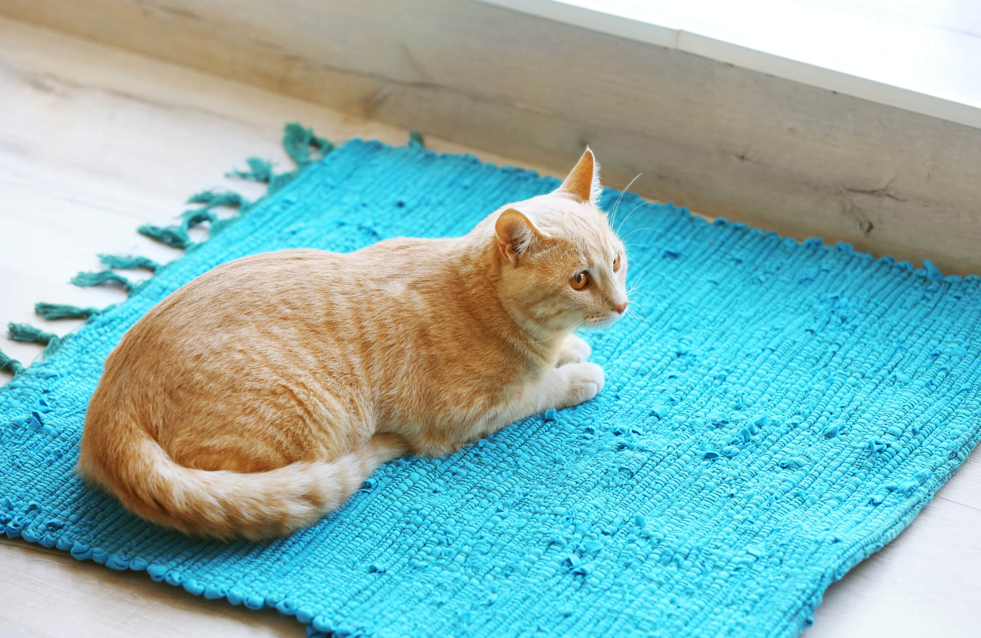Orange cat resting on a textured light blue woven rug near a window, illustrating how pet hair contrasts against blue rug surfaces indoors.