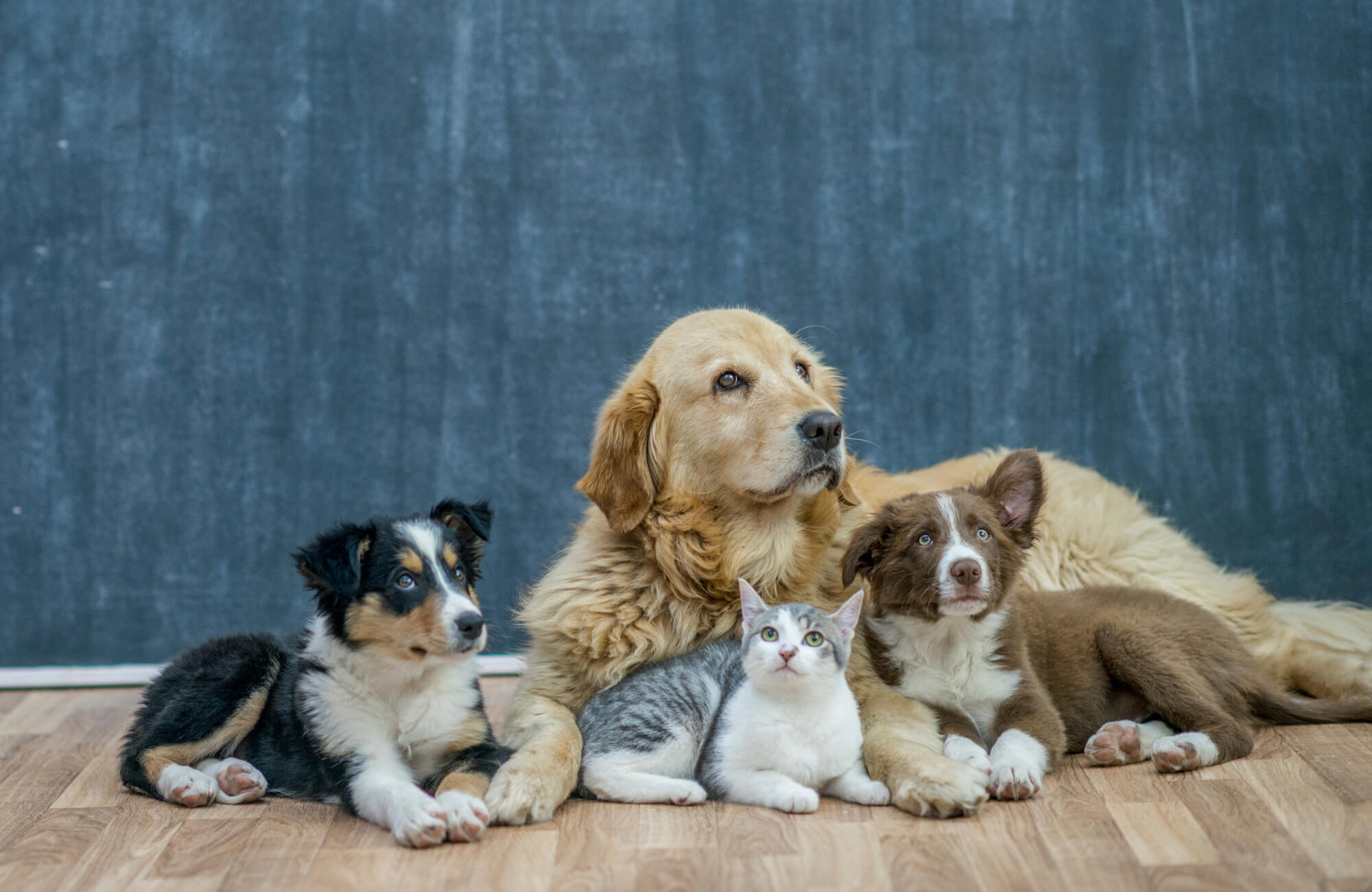 Golden retriever with two puppies and a kitten lying on wood flooring against a gray wall, all looking attentively ahead.
