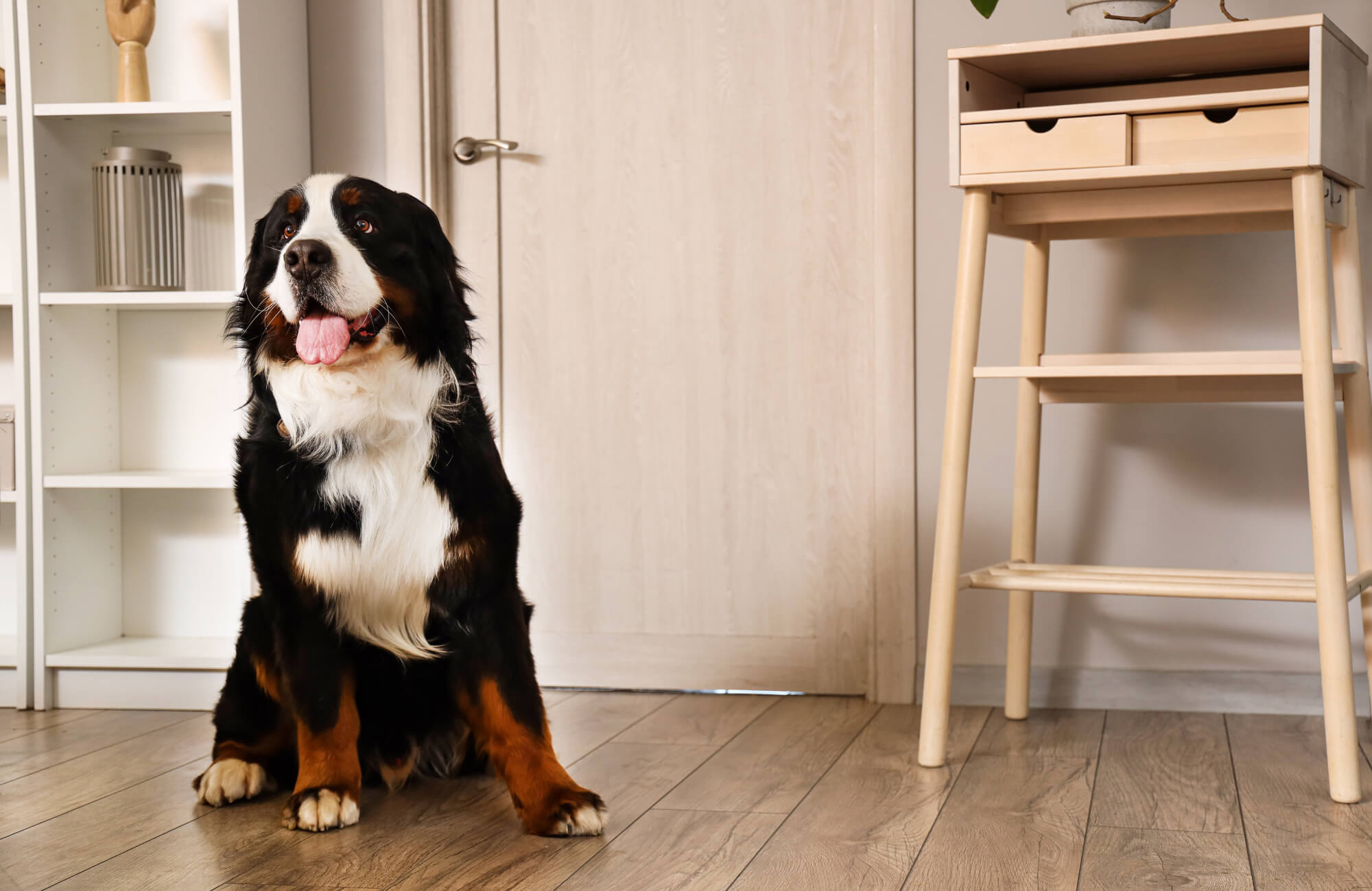 A Bernese Mountain Dog sitting on wood look tile flooring in a modern home interior with light cabinetry and shelving.
