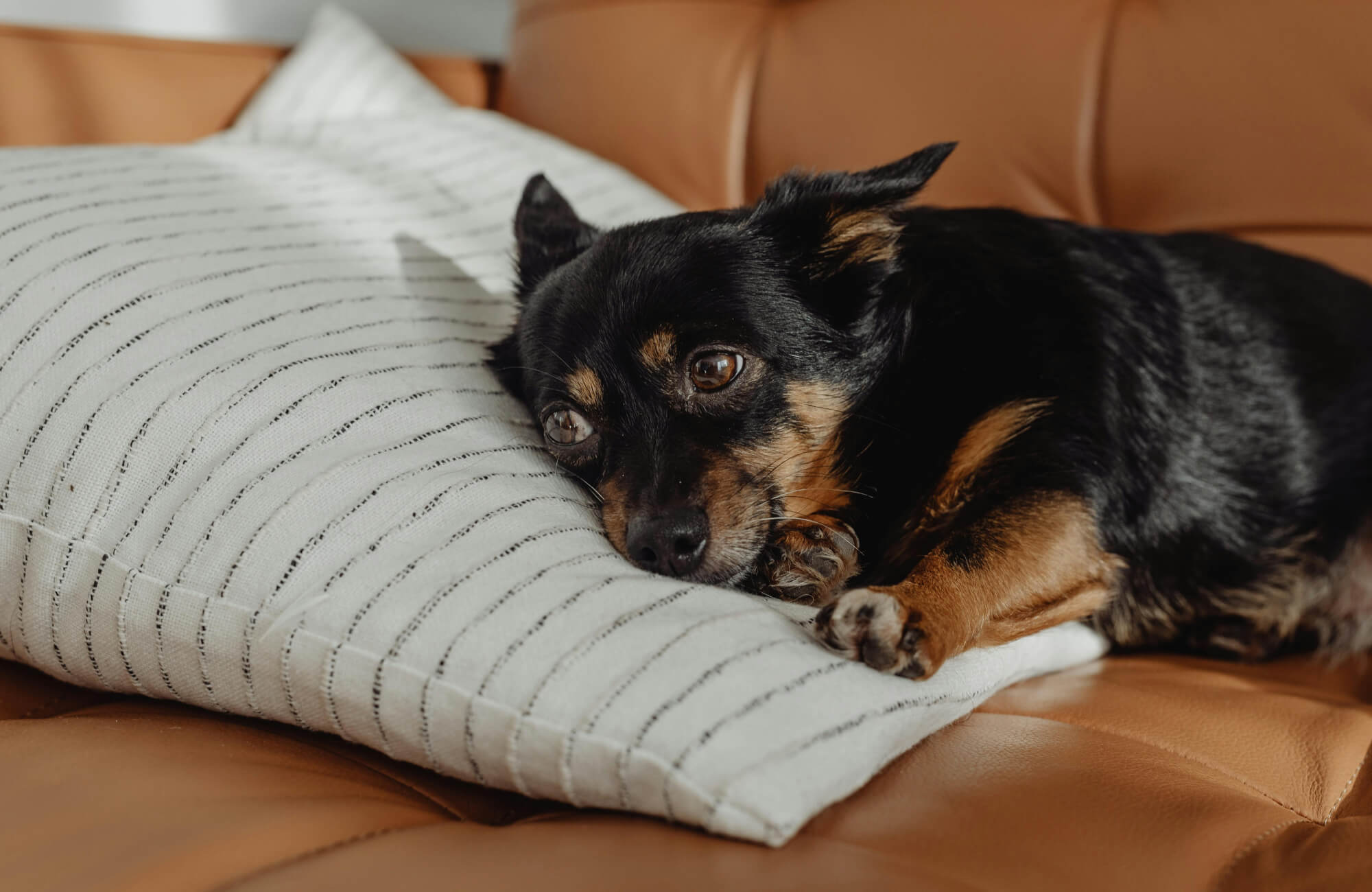 A pet-friendly decorative pillow in cream with subtle stitched stripes offers a soft resting spot while helping hide fur and everyday wear on the leather sofa.