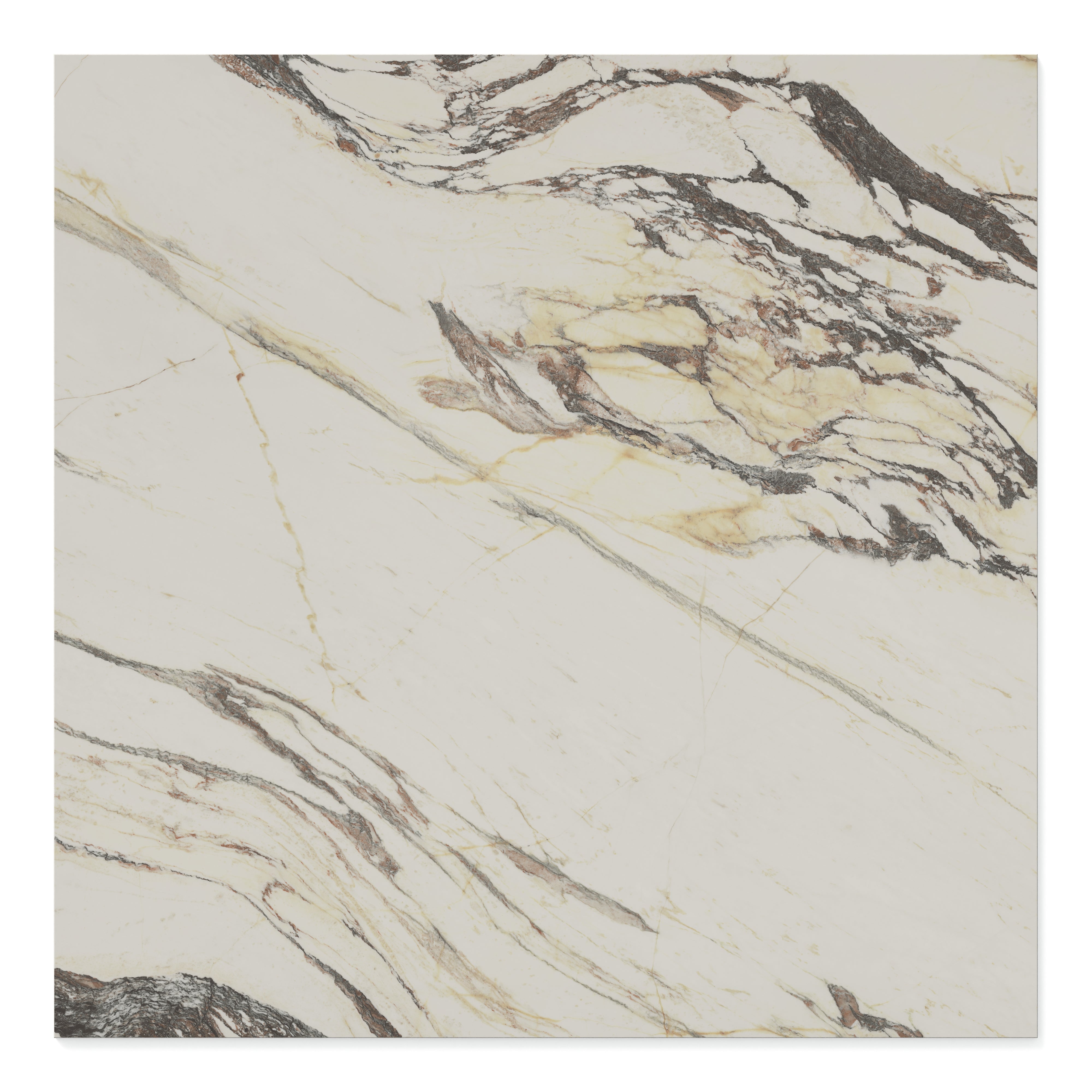 Aniston 48x48 Polished Porcelain Tile in Calacatta Viola